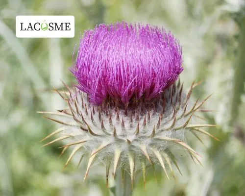 GATULINE SKIN-REPAIR BIO là gì? – Nguồn gốc và bản chất