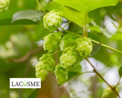 Chiết xuất men bia trong mỹ phẩm là gì?