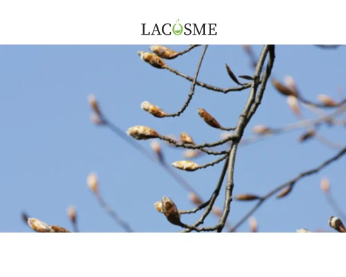 Cơ chế hoạt động – Làm thế nào mầm sồi “truyền sinh lực” cho làn da?