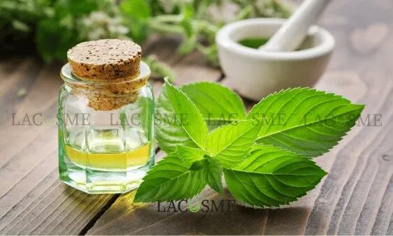 Chiết xuất bạc hà là gì?