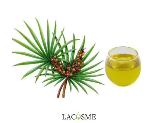 Chiết xuất cây cọ lùn là gì?