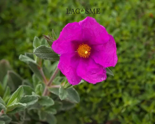 Hoa hồng đá là gì?