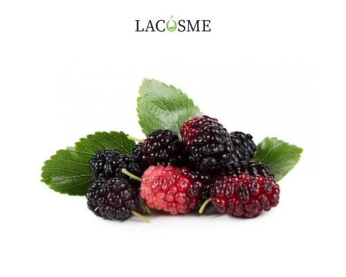 Chiết xuất dâu tằm là gì?